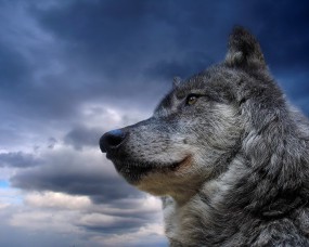 Обои Волк на фоне неба: Зверь, Волк, Небо, Волки