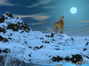 Обои Белый волк при луне: Луна, Волк, Вой, Волки