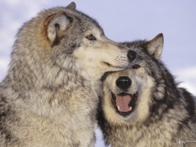 Обои Волчья любовь: Любовь, Волки, Волки