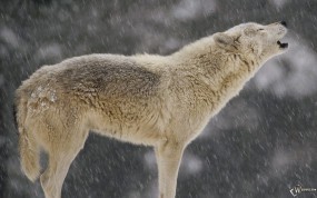 Обои Воющий волк: Снег, Волк, Вой, Волки