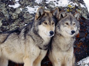 Обои Два серых волка: Волки, Братья, Волки