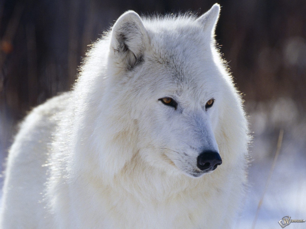 Белый волк 1024x768