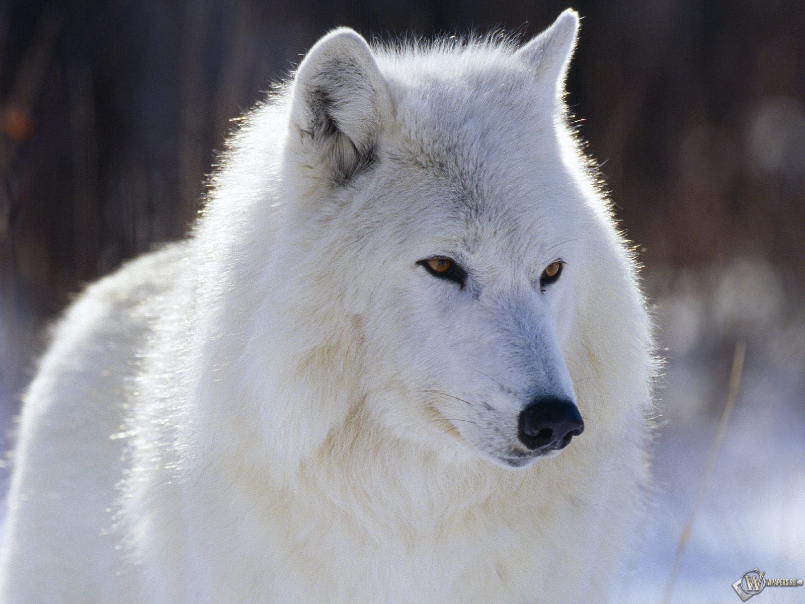Белый волк 1600x1200