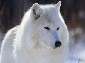 Обои Белый волк: Белый волк, Волки