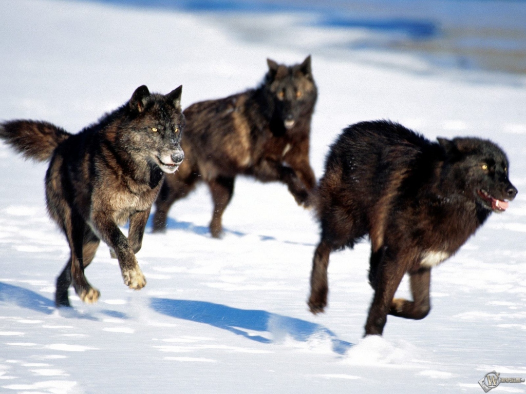 Черные волки охотятся 1024x768
