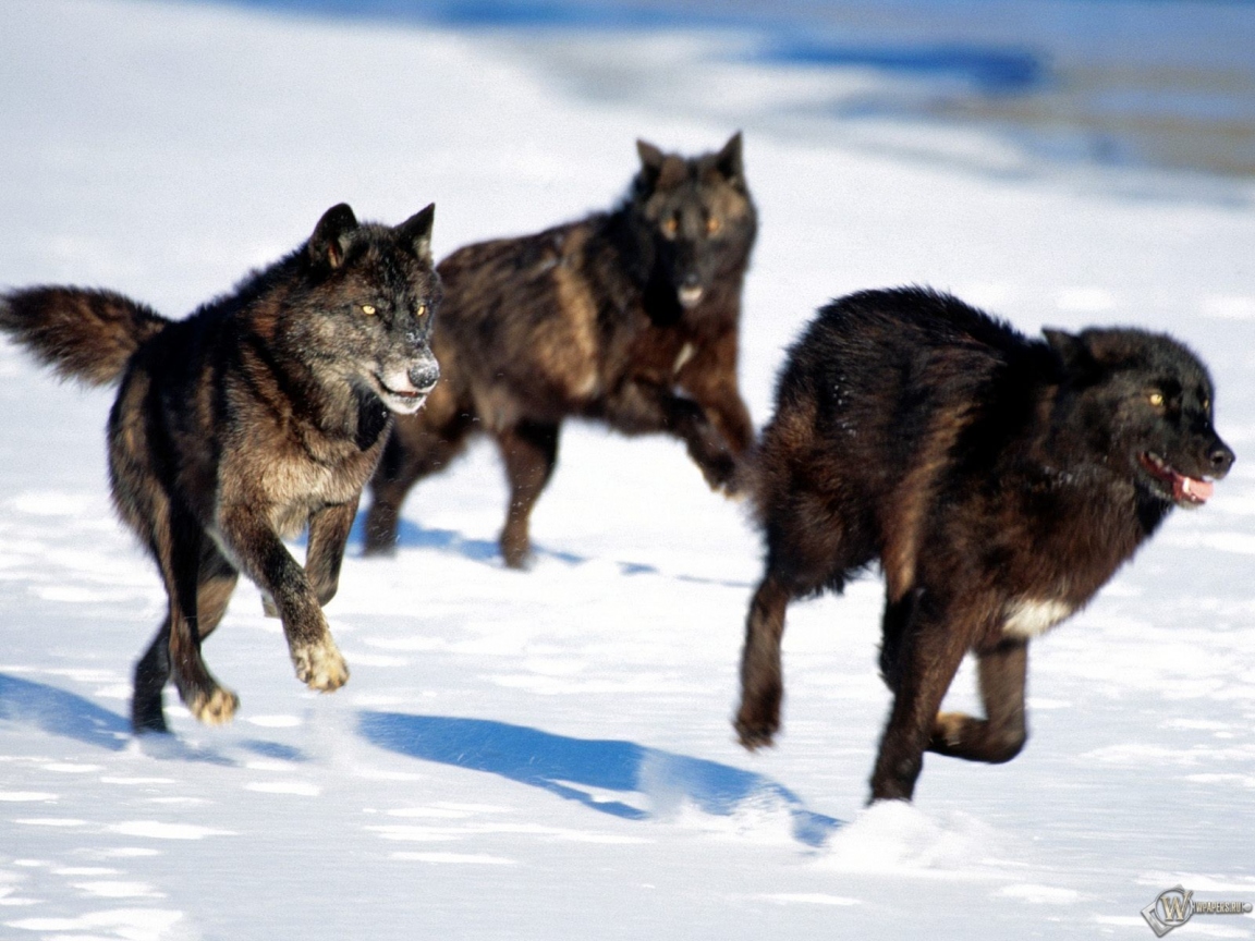 Черные волки охотятся 1152x864