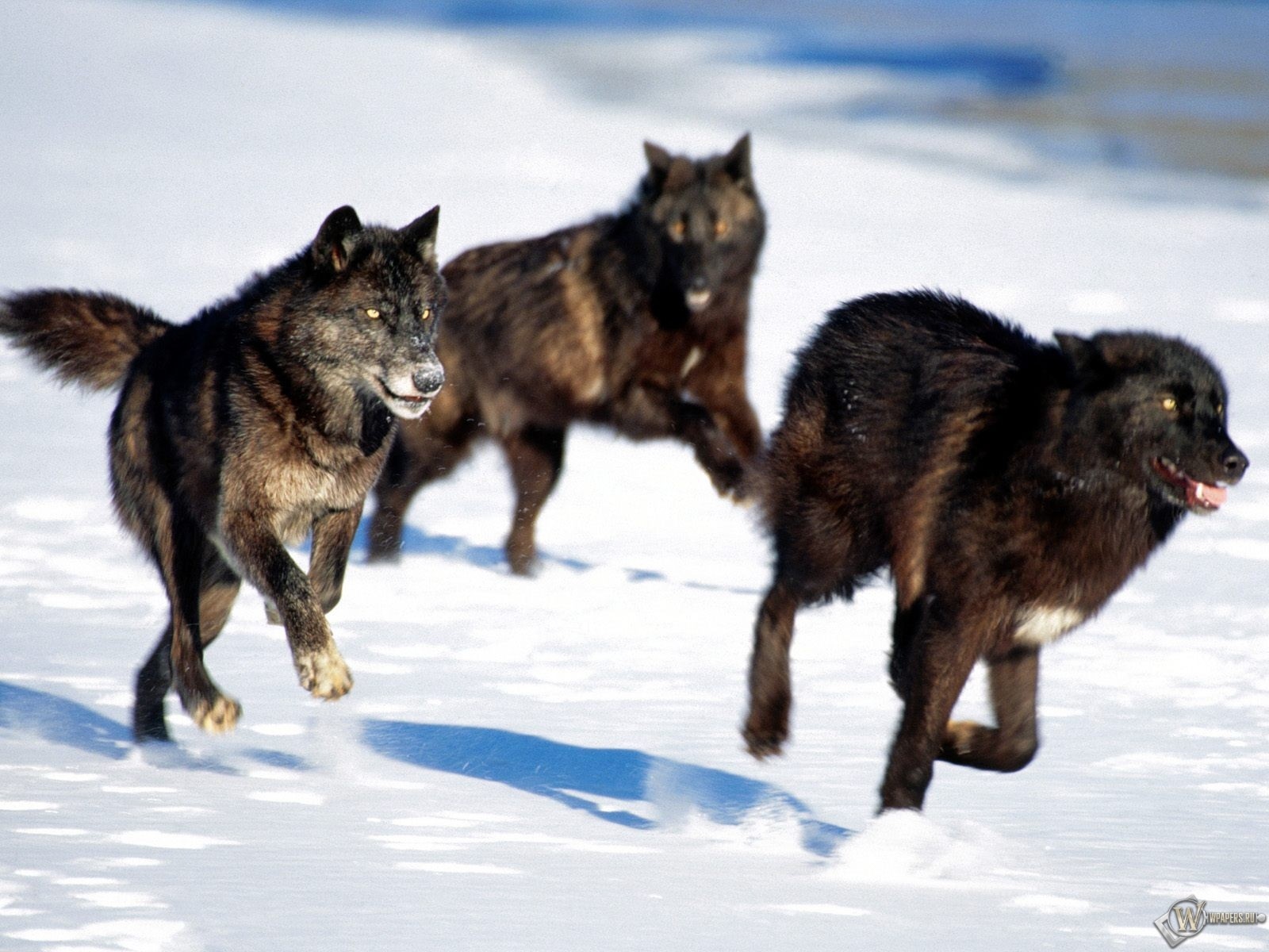 Черные волки охотятся 1600x1200