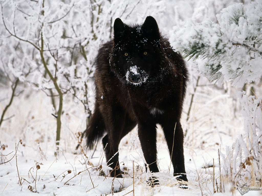 Черный волк на белом снегу 1024x768