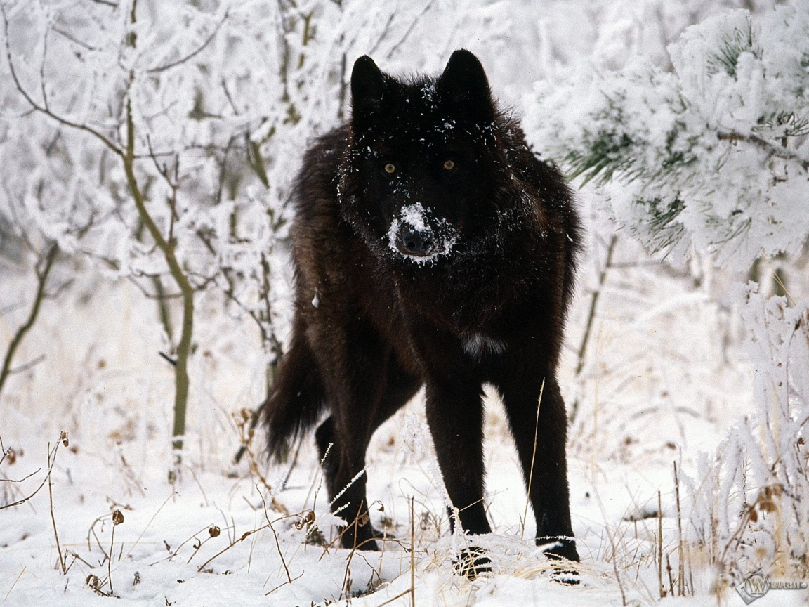 Черный волк на белом снегу 1152x864