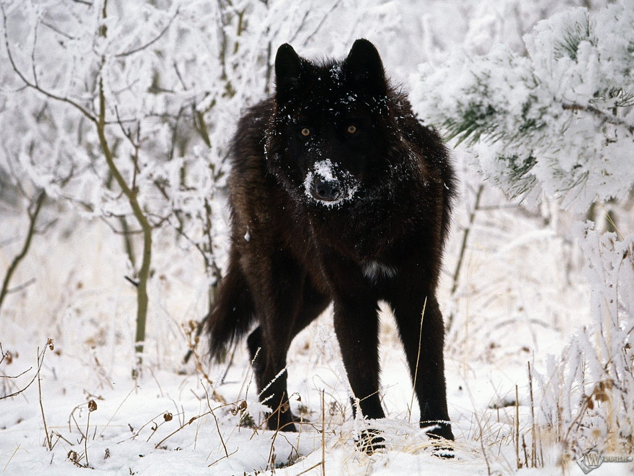 Черный волк на белом снегу 1280x960