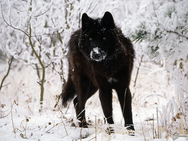 Черный волк на белом снегу