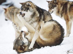 Обои Бой волков: Волки, Драка, Бой, Волки