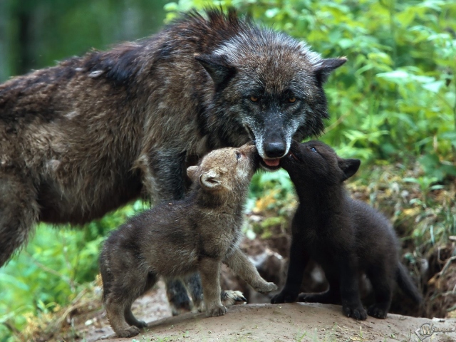 Волчица кормит волчат