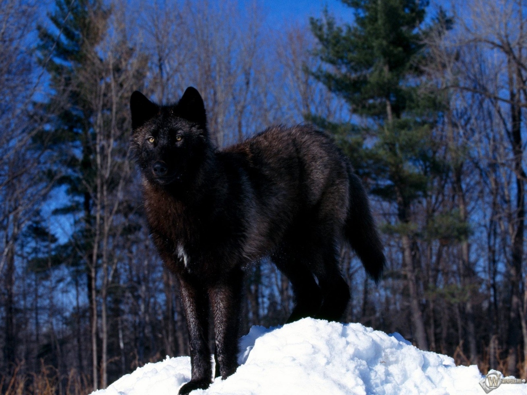 Черный волк на снегу 1024x768