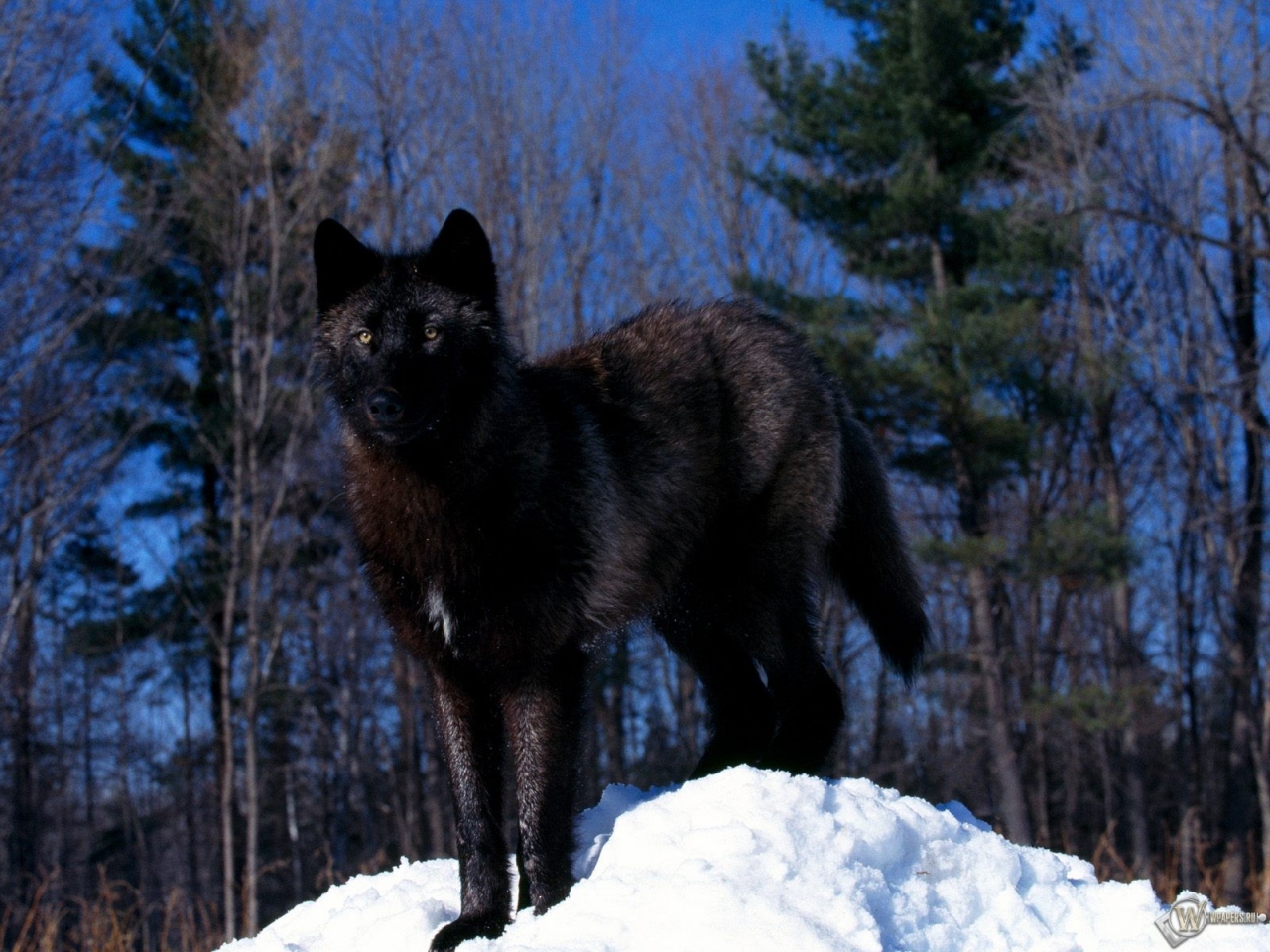 Черный волк на снегу 1280x960
