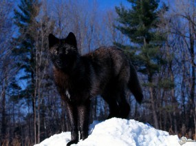Обои Черный волк на снегу: Снег, Деревья, Черный волк, Волки