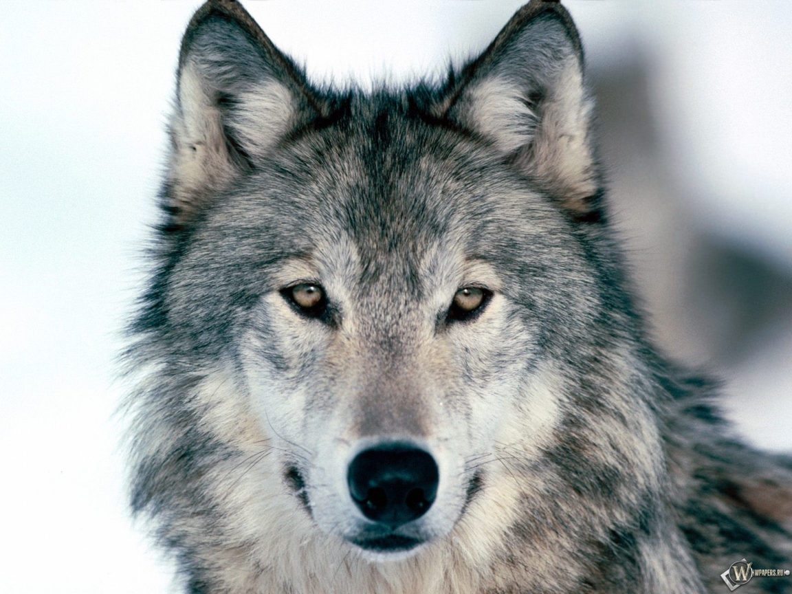 Серый волк 1152x864