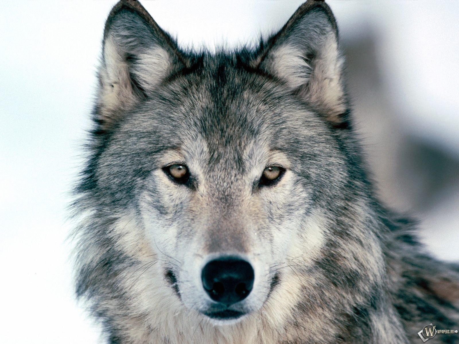 Серый волк 1600x1200