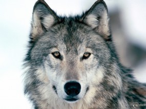 Обои Серый волк: Взгляд, Морда, Волк, Волки