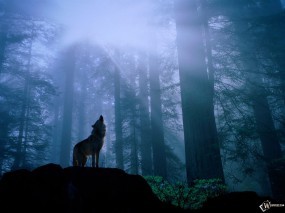 Обои Волк воет: Лес, Солнце, Волк, Вой, Чаща, Волки