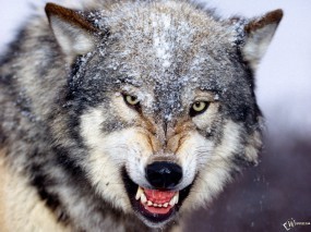 Обои Злой волк: Снег, Волк, Оскал, Волки