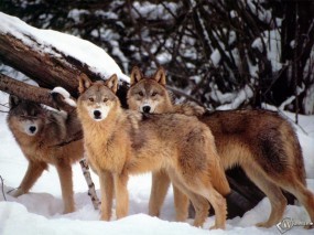 Обои Три волка: Зима, Снег, Волки, Волки