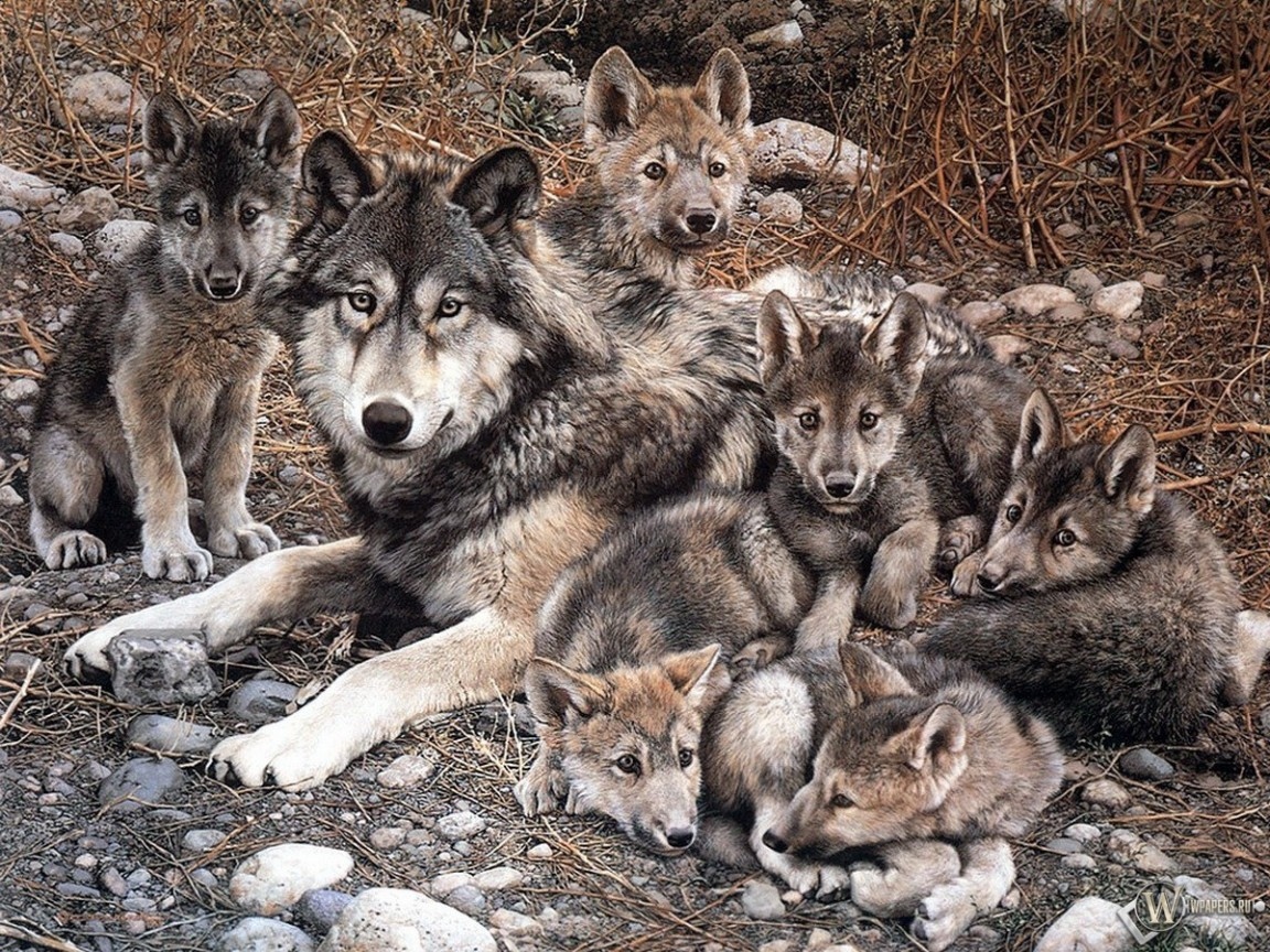 Волчица с волчатами 1152x864