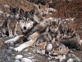 Обои Волчица с волчатами: Семья, Волчата, Волчица, Волки