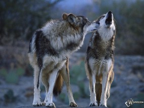 Обои Братья волки: Волки, Вой, Волки