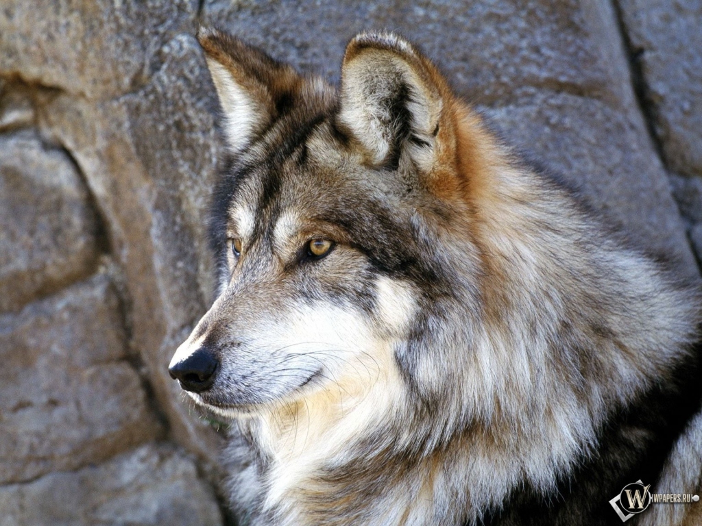 Красивый волк 1024x768