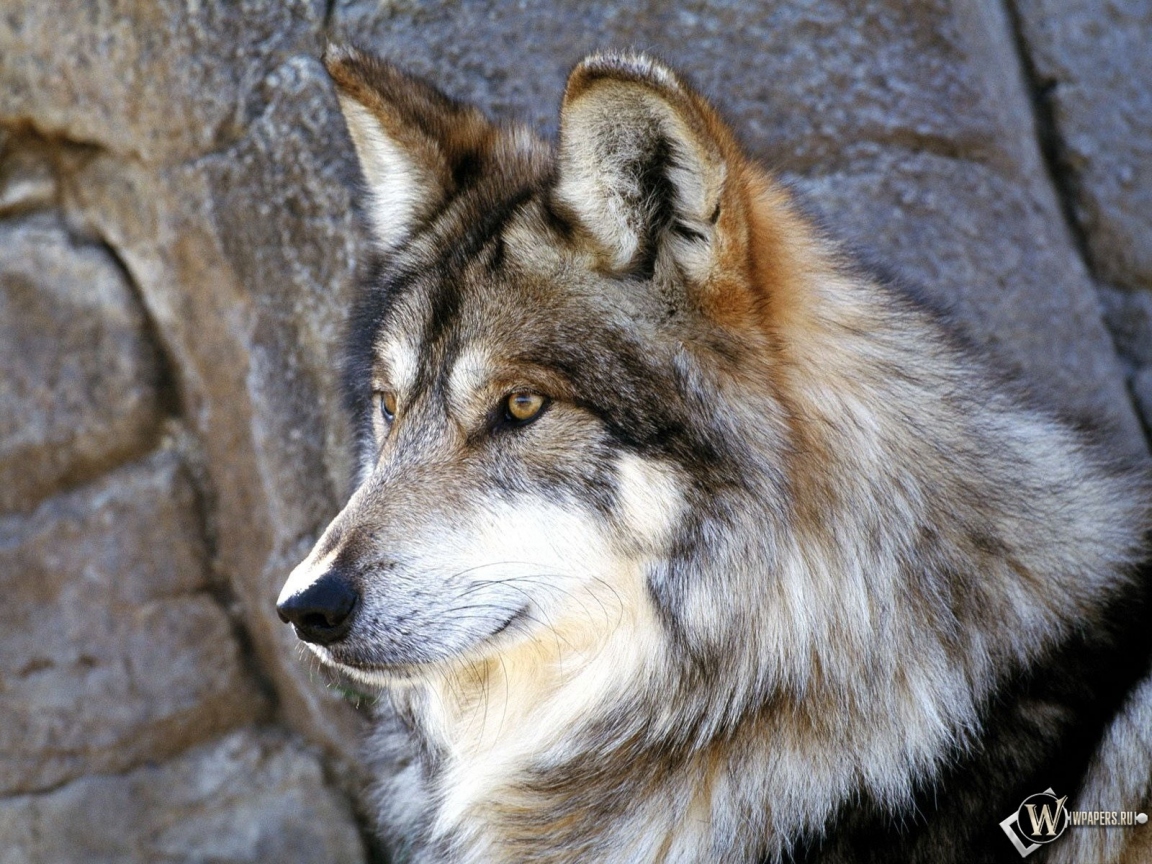 Красивый волк 1152x864