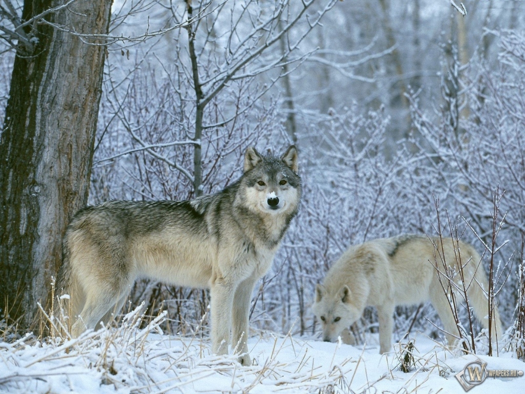 Волки на снегу 1024x768