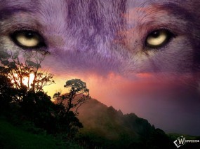 Обои Волчий взгляд: Природа, Взгляд, Волк, Волки