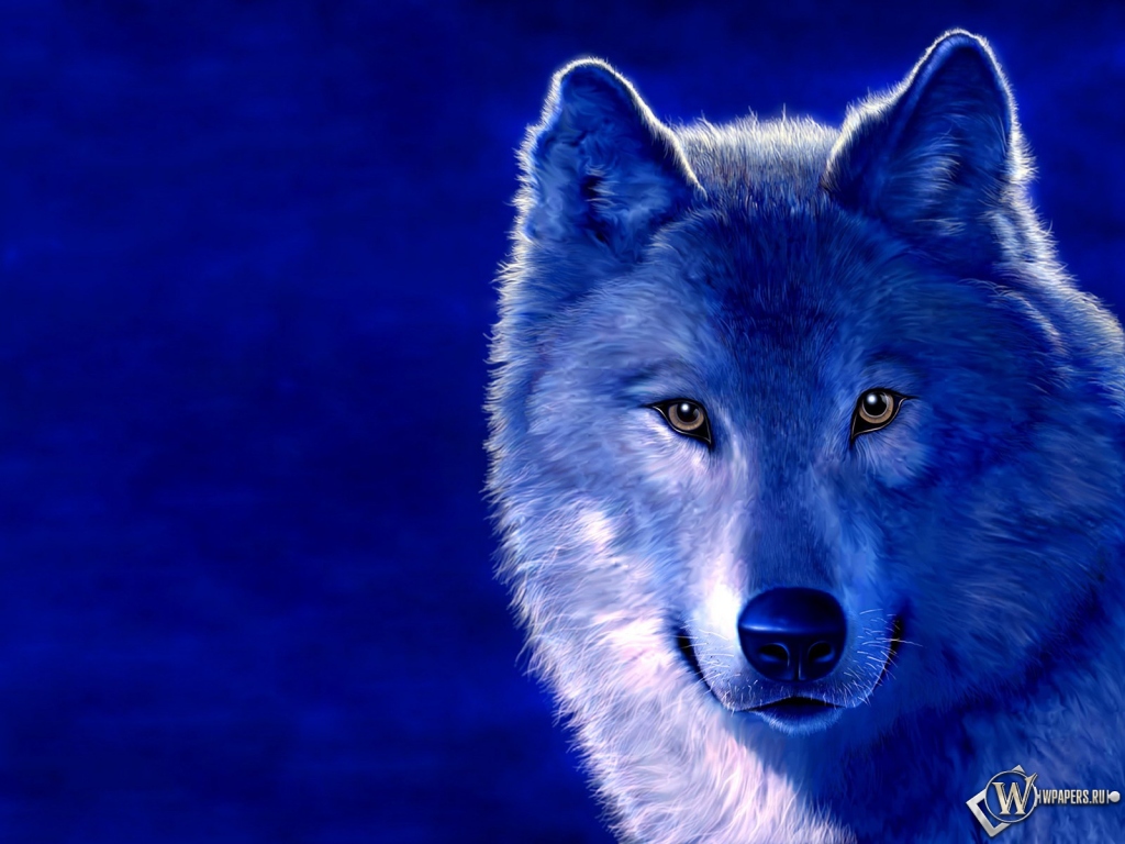 Волк на голубом фоне 1024x768