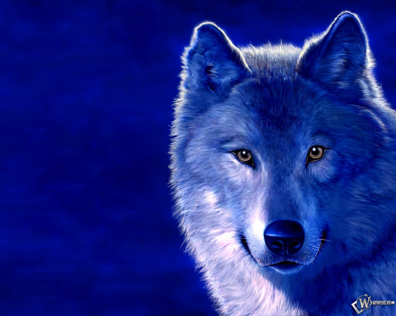 Волк на голубом фоне 1280x1024
