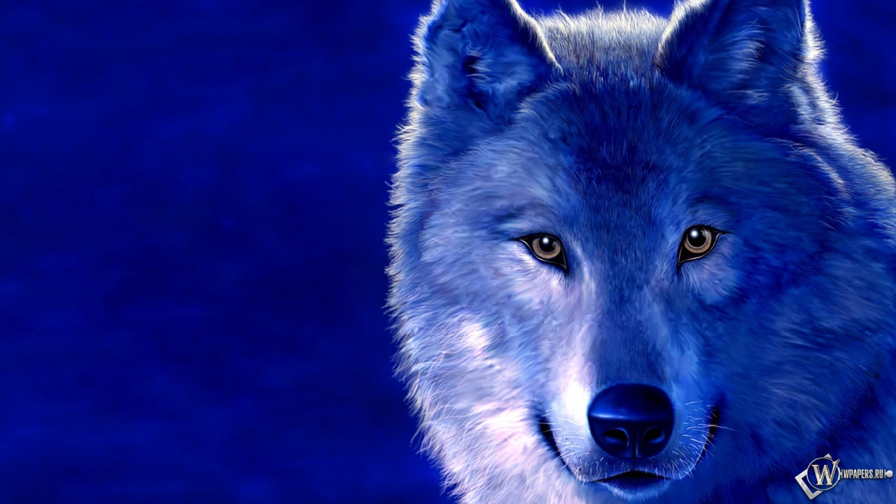 Волк на голубом фоне 1280x720