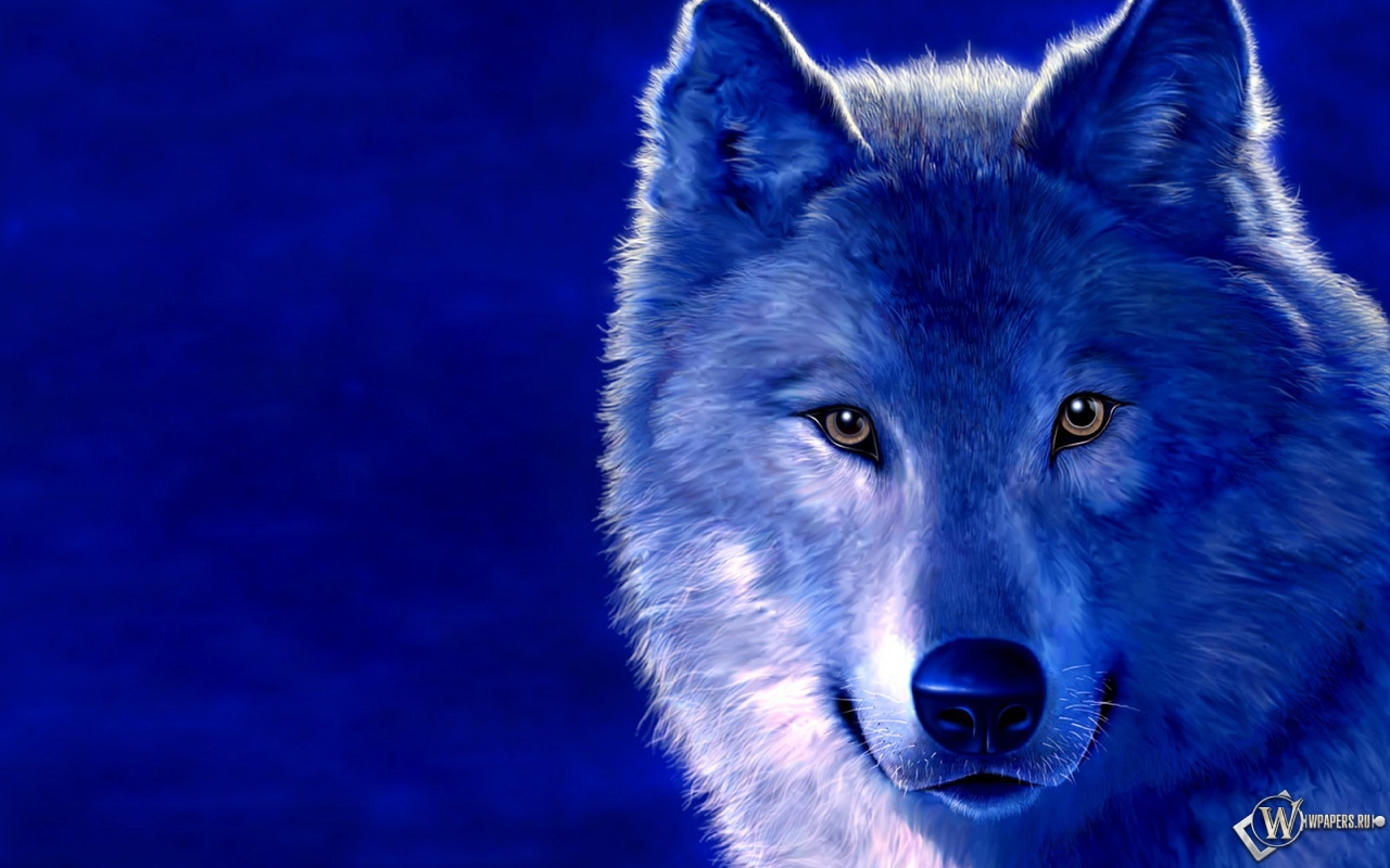 Волк на голубом фоне 1280x800