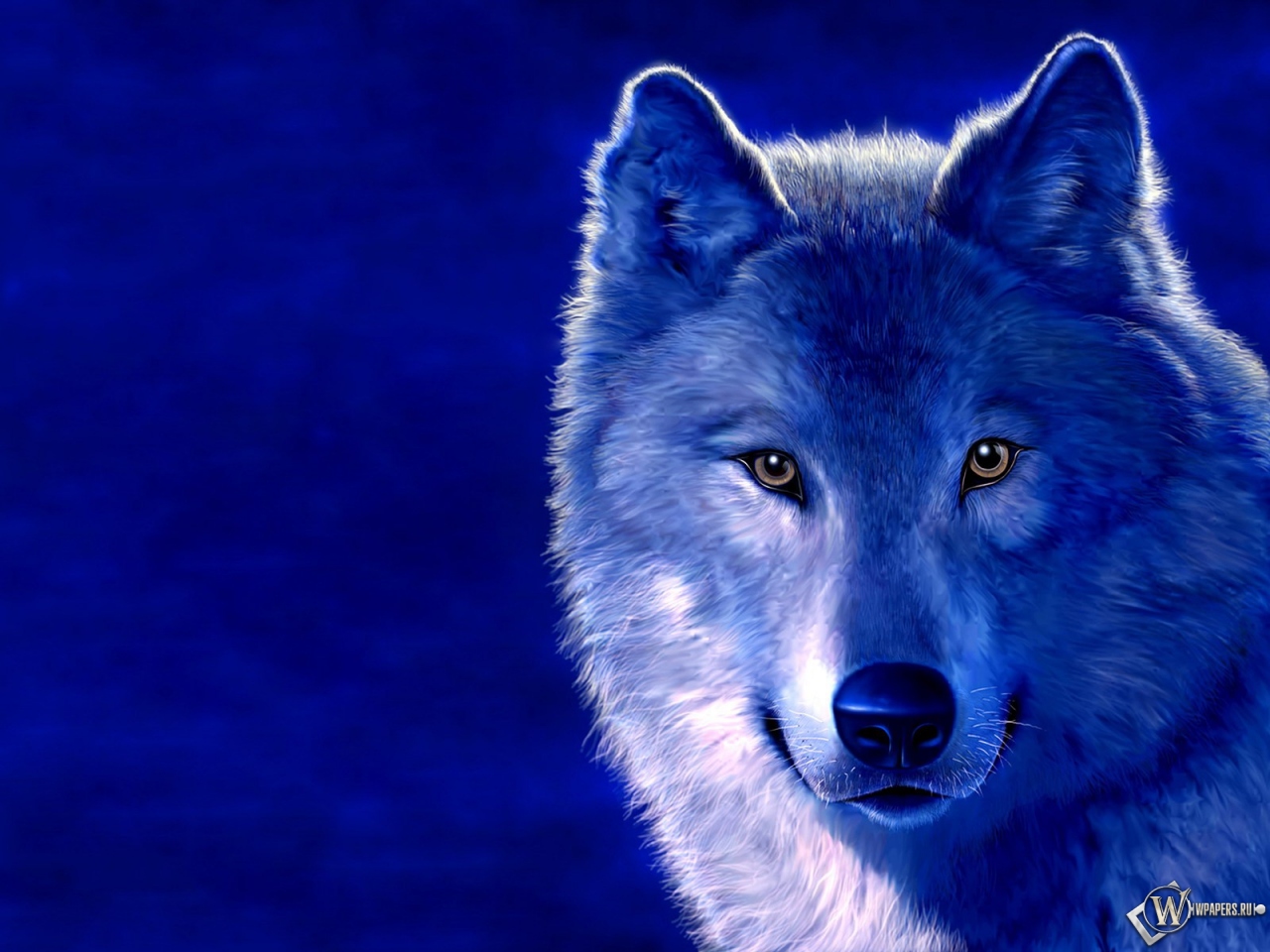 Волк на голубом фоне 1280x960