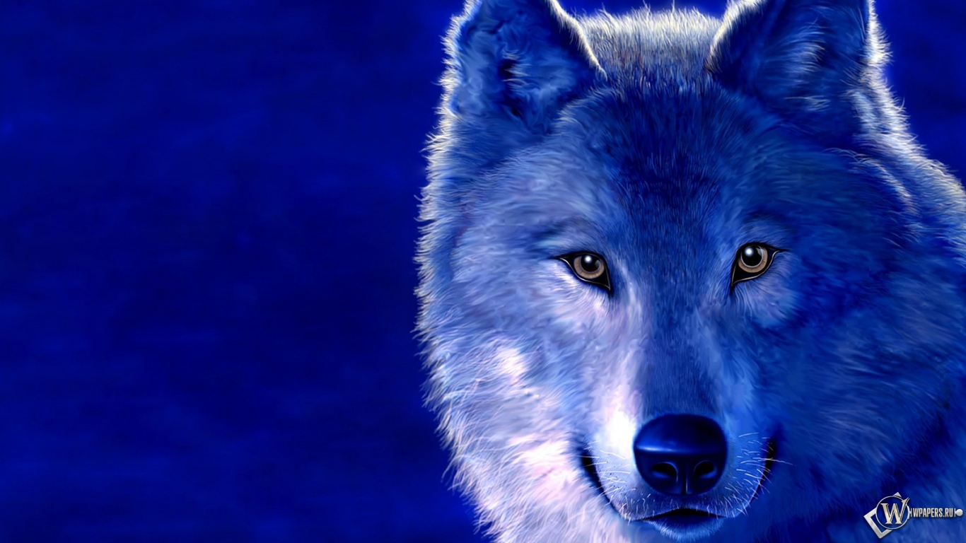 Волк на голубом фоне 1366x768