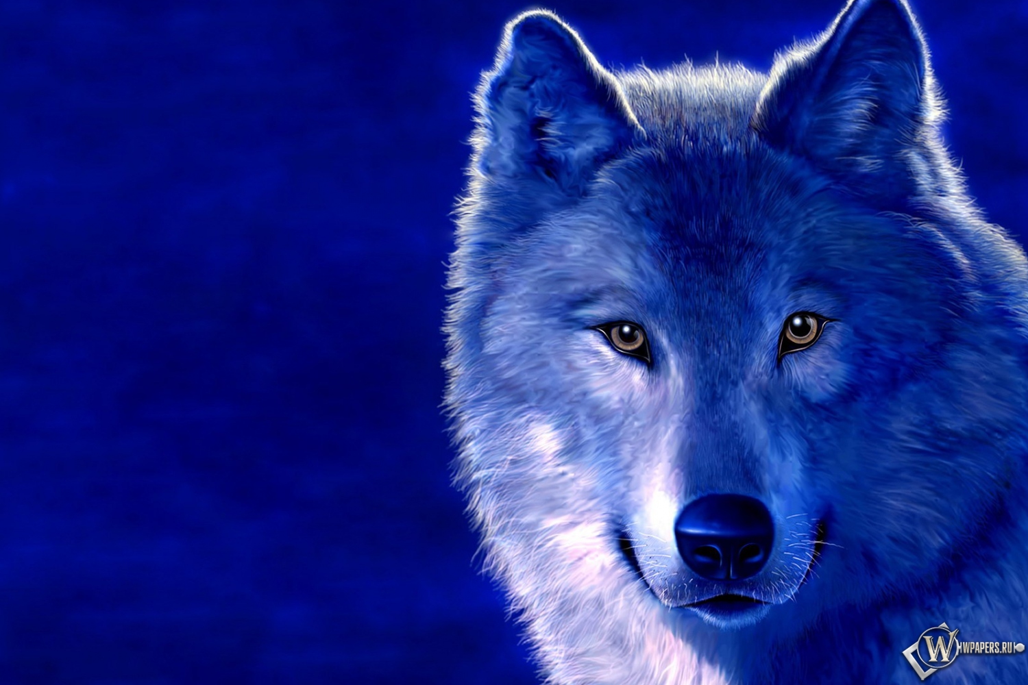Волк на голубом фоне 1500x1000