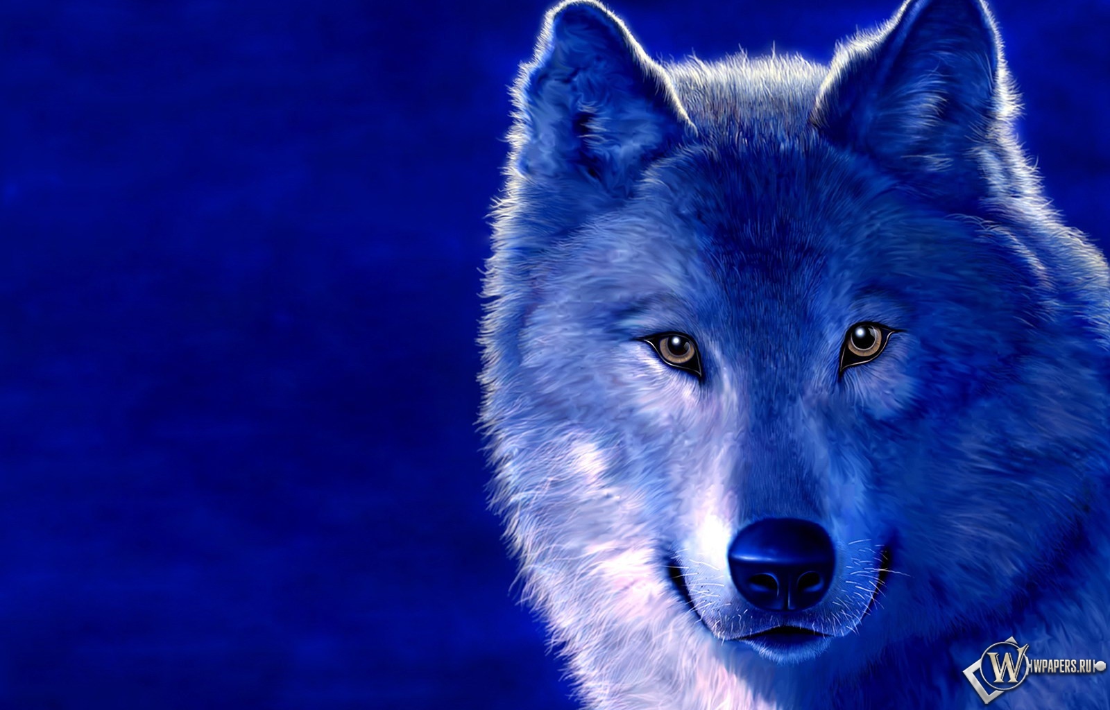 Волк на голубом фоне 1600x1024