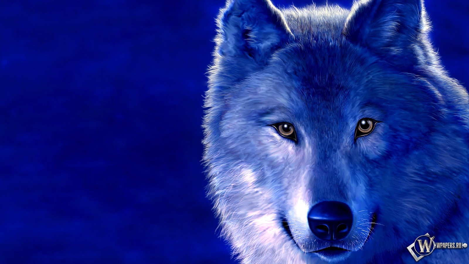 Волк на голубом фоне 1600x900