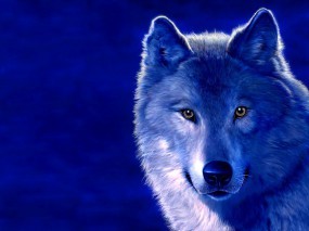 Обои Волк на голубом фоне: Морда, Волк, Голубой, Волки