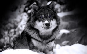 Обои Волк ч/б: Зверь, Зима, Снег, Взгляд, Волк, Хищник, Ч/б, Волки