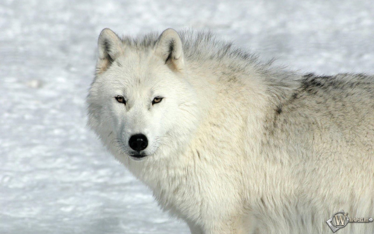 Задумчивый волк 1440x900