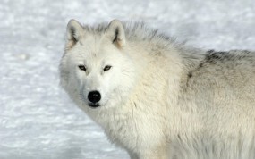 Обои Задумчивый волк: Зима, Снег, Белый волк, Волки