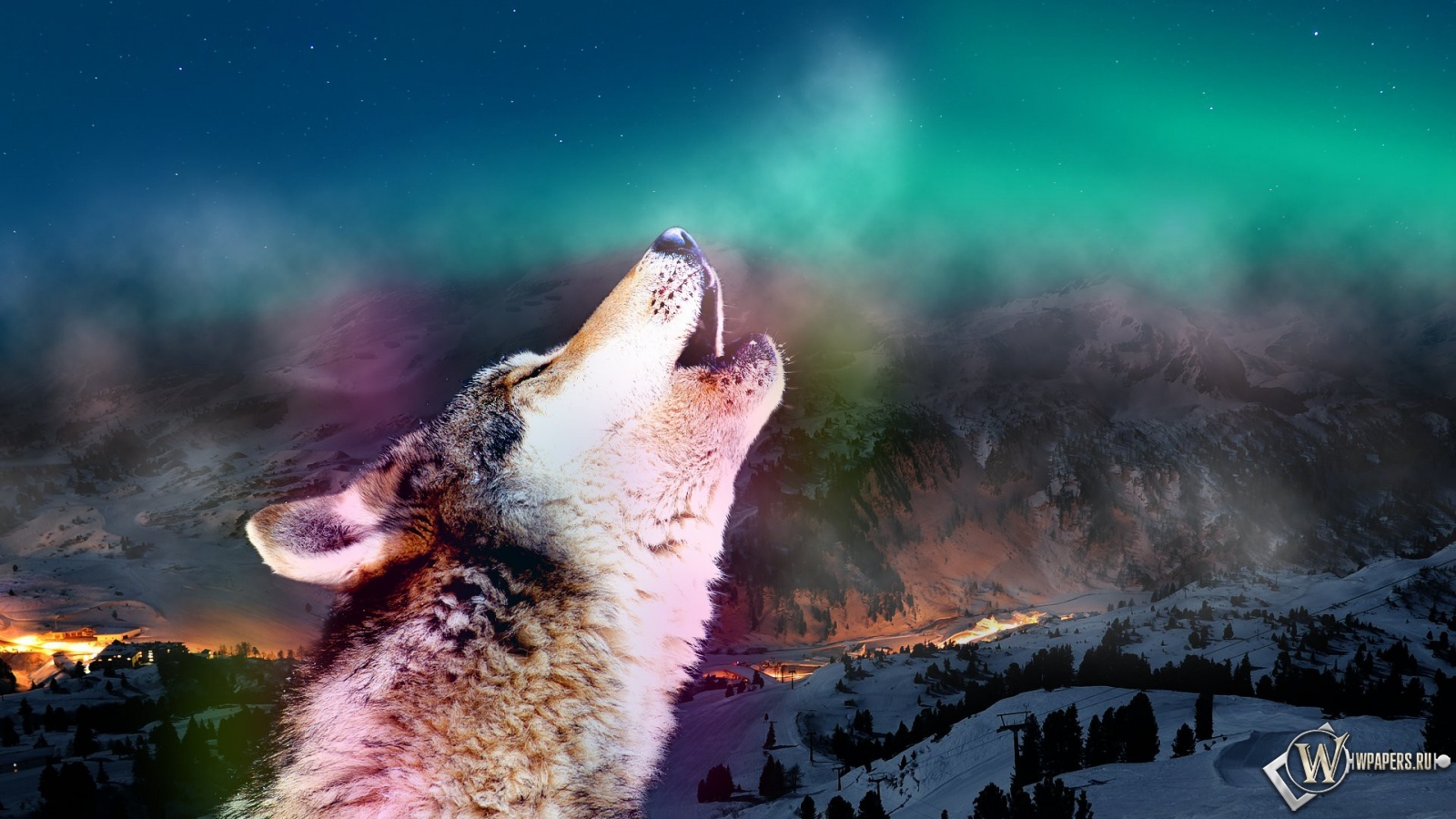 Воющий волк 1600x900