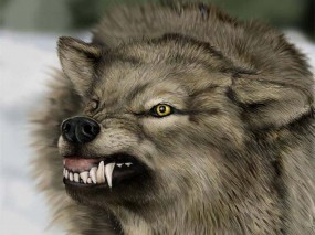 Обои Скалящийся волк: Волк, Зубы, Оскал, Волки