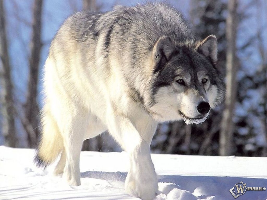 Волк идущий по снегу 1024x768