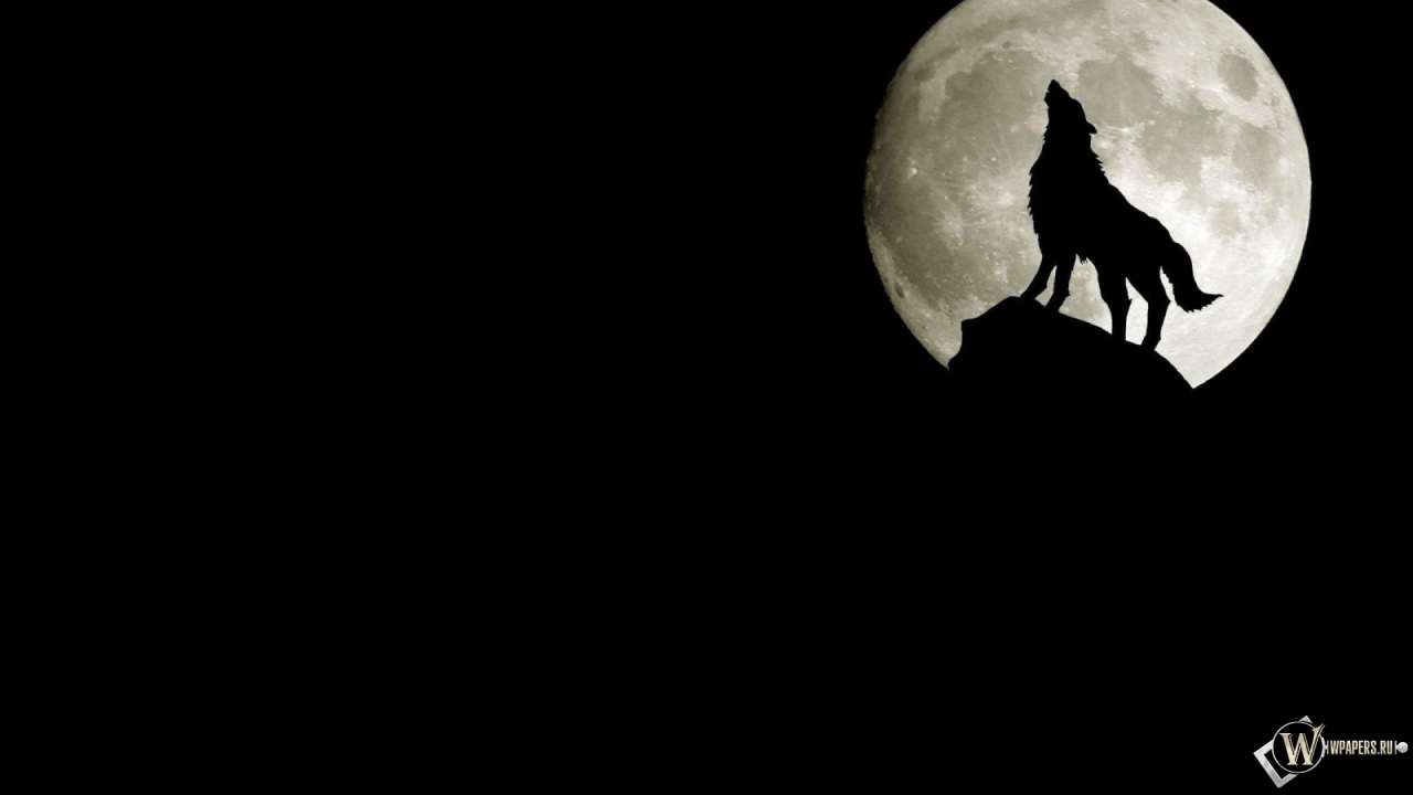 Волк на фоне луны 1280x720